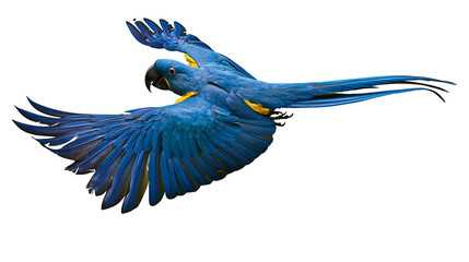 Blue and yellow macaw parrot flying with wings spread © Isolde