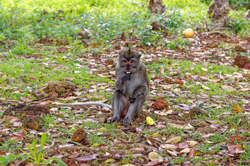 Mauritius Wildlife Macaque Family Feeding on Forest Floor © adfoto