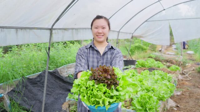 A smiling young female farmer holding a basket of fresh organic lettuce in a greenhouse, showcasing sustainable agriculture, farm-to-table lifestyle, and healthy vegetable produce for the market.