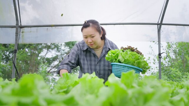 Asian female farmer inspecting fresh lettuce harvest inside greenhouse while holding basket of organic vegetables for sustainable agriculture and healthy food production