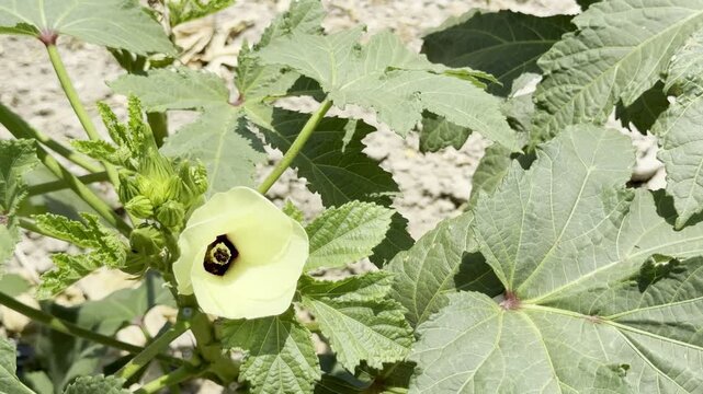 A close-up shot of the fruits and flowers of the okra plant. An agricultural field planted with okra.