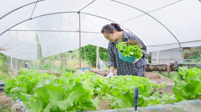 Asian female farmer inspecting fresh lettuce harvest inside greenhouse while holding basket of organic vegetables for sustainable agriculture and healthy food production