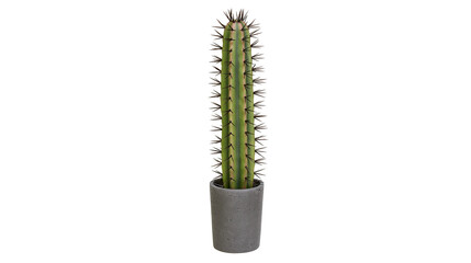 Tall green cactus with sharp spines in a grey concrete pot © Isolde