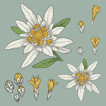 Edelweiss flower vector illustration with botanical elements and isolated plant parts.