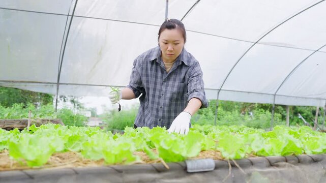 Asian female farmer inspecting fresh lettuce crop inside greenhouse for organic farming and sustainable agriculture production