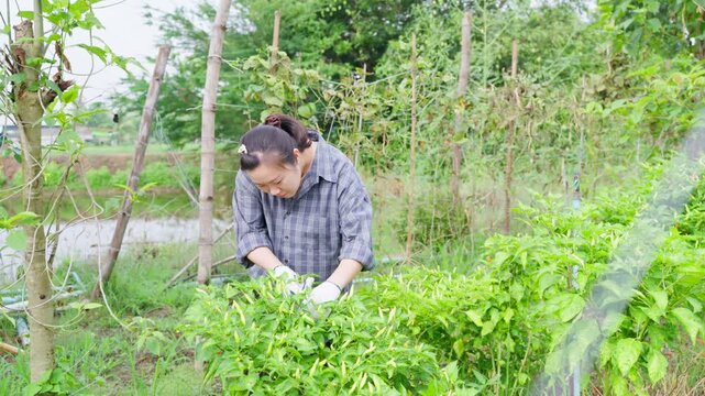 Asian female farmer using shears to harvest fresh green chili peppers in organic garden