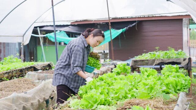 Asian female farmer inspecting fresh lettuce harvest inside greenhouse while holding basket of organic vegetables for sustainable agriculture and healthy food production