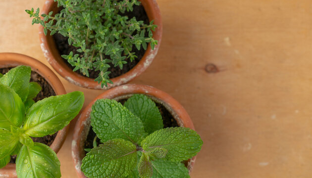 Assorted Herb Plants in Terracotta Pots