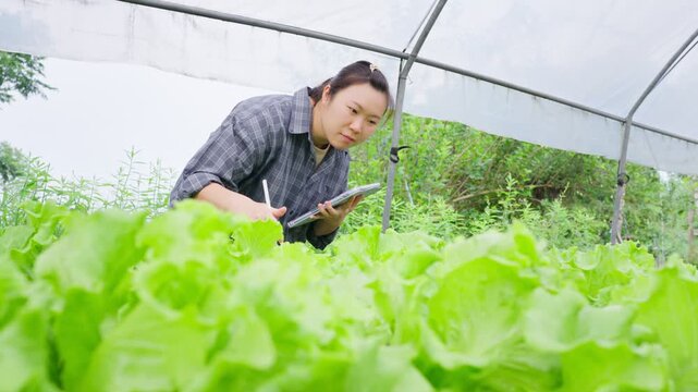 Young Asian female farmer using digital tablet to inspect organic lettuce growth in greenhouse, smart farming technology concept