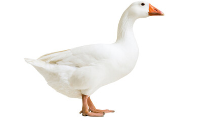 White domestic goose with orange beak and legs © Isolde