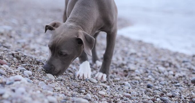 A bull type dog sniffs rocky beach ground near sea coast. Natural behavior and muted scenery create cinematic outdoor mood.
