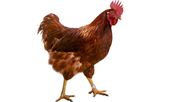 Brown hen with red comb and wattle standing