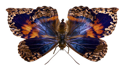 Blue and orange butterfly with metallic gold edges © Isolde
