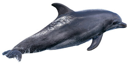 Dark gray dolphin with smooth skin and fins © Isolde
