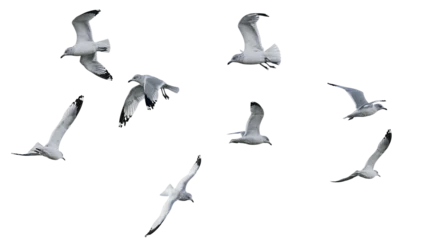 Fototapete Vögel Flock of seagulls in flight white and gray feathers, wings spread  © Isolde
