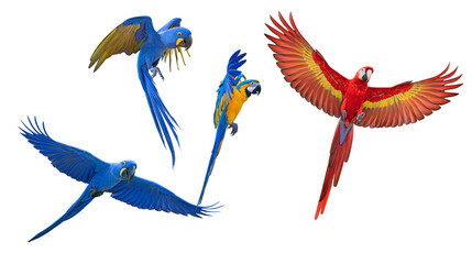 Four colorful macaws flying blue yellow red, green © Isolde