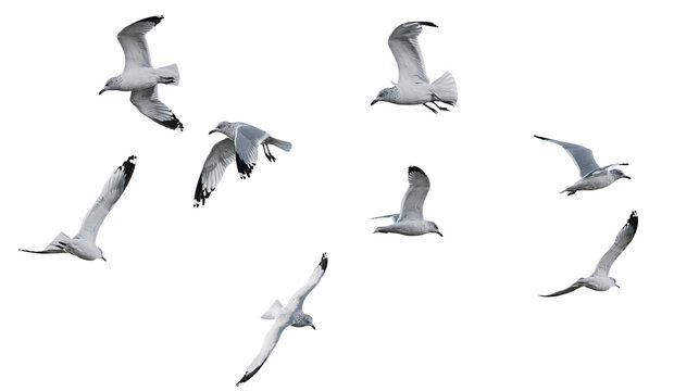 Flock of seagulls in flight white and gray feathers, wings spread