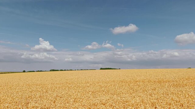 Wheat field landscape under blue sky. Golden ripe grain with white clouds across agricultural farmland and rural horizon. Cereal crop for farming agribusiness harvest background with summer