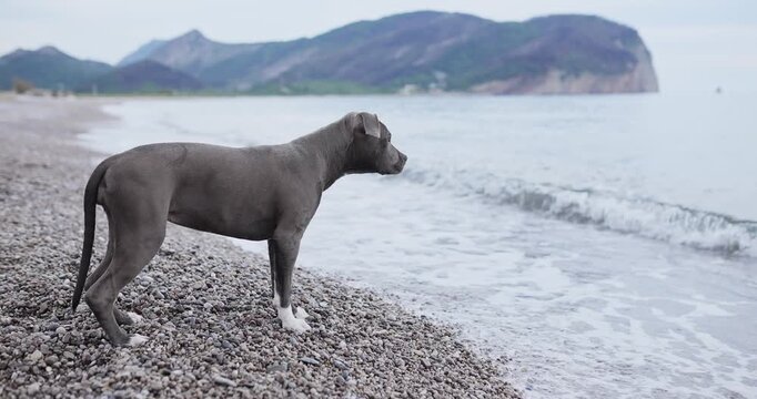 A bull type dog stands on rocky beach near calm sea water. Coastal scenery and relaxed posture create travel lifestyle atmosphere.