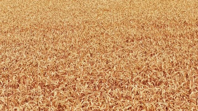 Ripe wheat ears texture with mature grain. Golden cereal crop ready for harvesting across dense agricultural field with natural organic pattern. Food production background for farming agronomy bread