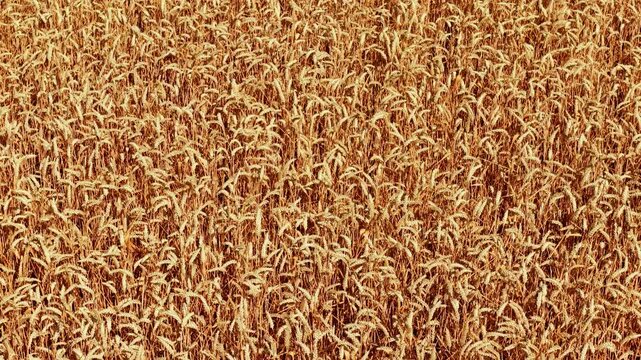 Mature wheat crop closeup with golden ears. Dense grain field texture for harvest season and commercial cereal cultivation across arable farmland. Bread wheat production background for agriculture