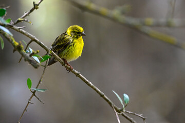 Obraz premium Girlitz // European serin (Serinus serinus)
