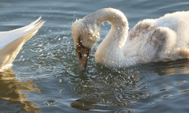 Baby swan swim and making splash on the lake with many drops, waterbirds background