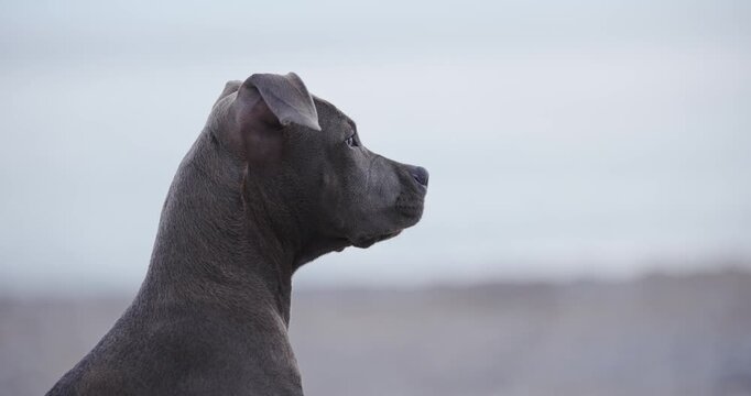 A bull type dog looks toward the sea on rocky beach coast. Calm expression and coastal atmosphere create cinematic outdoor mood.