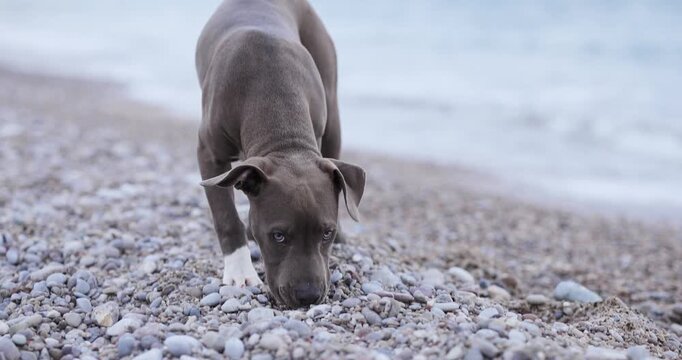 A Staffordshire Terrier walks along rocky beach near calm sea water. Coastal scenery and natural movement create cinematic travel atmosphere.