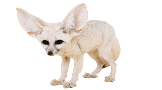 Fennec fox with large ears standing on white