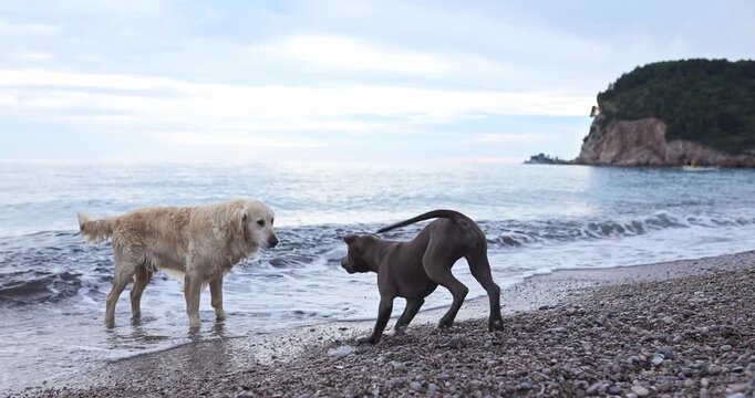 Two dogs play together near sea water on rocky beach. Natural interaction and coastal scenery create joyful outdoor atmosphere.