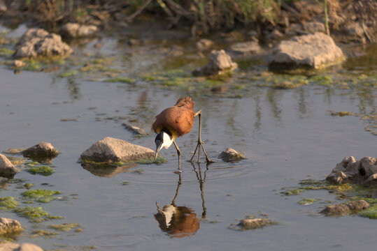 African Jacana (Actophilornis africanus) wading in shallow river water. Taken in Kruger National Park, South Africa.