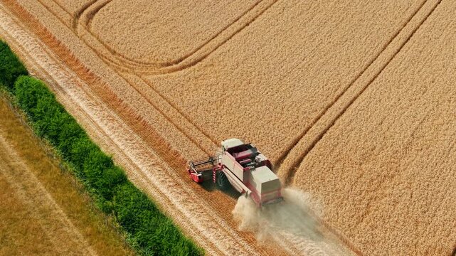 Combine harvester harvesting wheat from aerial view. Ripe grain field with dust trail, curved tractor tracks and cereal crop during summer harvest. Modern farming machinery cutting wheat across