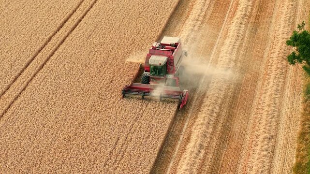 Combine harvester harvesting ripe wheat across mature grain field. Barley harvest, dust cloud and straw windrows beside cutting header during peak harvest season. Modern farming, agribusiness and