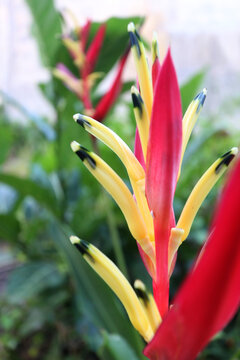 Exotic Heliconia psittacorum flower (Parrot's Beak) featuring striking red bracts and yellow blossoms with dark tips. Selective focus vertical close-up in a natural tropical garden