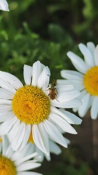 Small beetle cleaning antennae on white daisy flower, 4K close-up wildlife video.