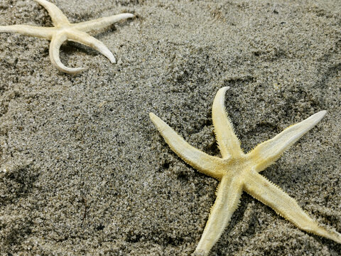 Two yellow starfish lying on the sandy beach. 