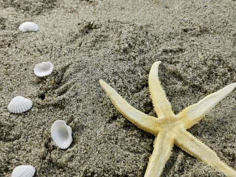 Yellow starfish and some white cockle shells are on the sandy beach. 