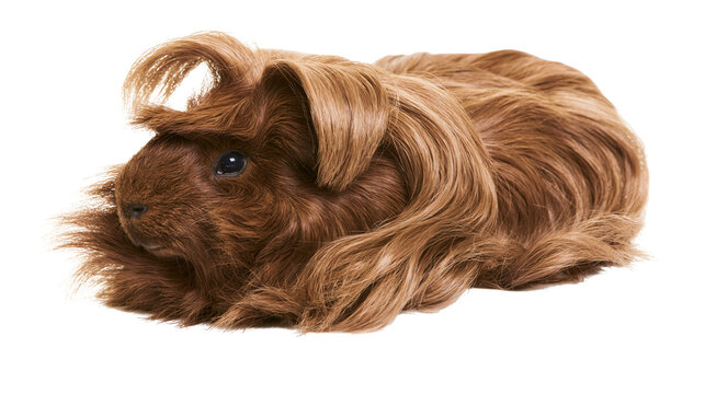Long haired brown guinea pig with fluffy fur and curled bangs