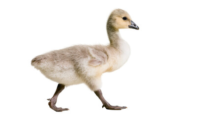 Baby goose walking with fluffy down feathers and grey stripes © Elowen