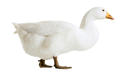 White domestic goose with orange beak and feet © Elowen