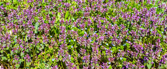 Obraz premium A meadow with flowering grasses, purple deadnettle and Persian speedwell, on a sunny spring day