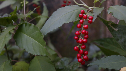 Close up of red bloodberry (Rivina humilis) ripe fruits hanging on branch with green leaves, tropical wild berry plant background. Macro shot of vibrant red pigeonberry cluster hanging among foliage,  © Eddy