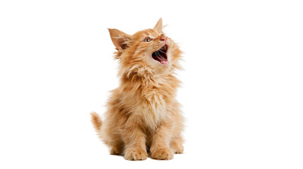Fluffy orange kitten meowing with mouth open © Elowen