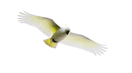 Sulphur-crested cockatoo in flight with wings spread © Elowen