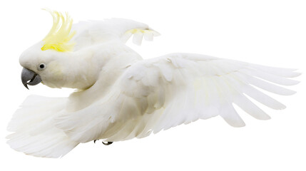 White cockatoo bird with yellow crest flying with wings spread © Elowen