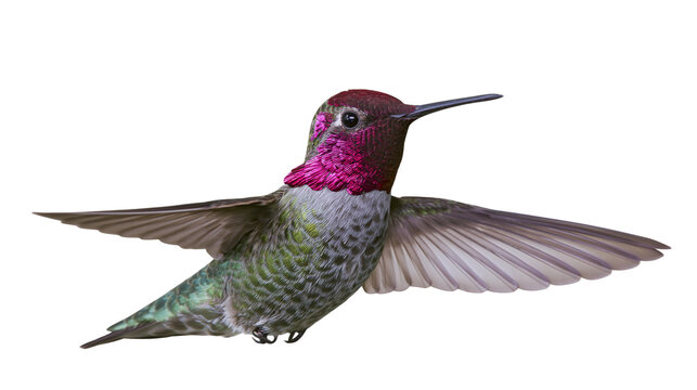 Anna s Hummingbird with iridescent gorget and spread wings