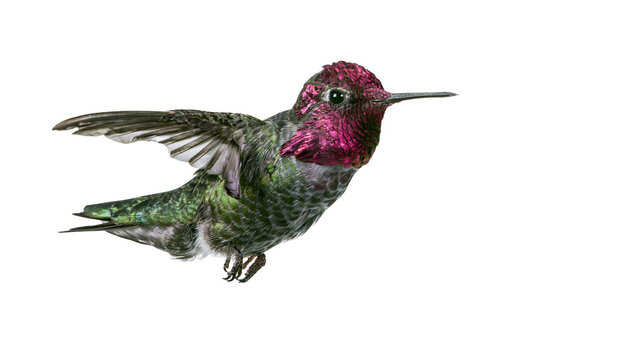 Anna s Hummingbird with iridescent magenta gorget and green body in flight