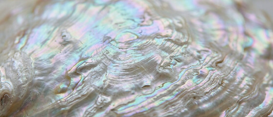Obraz premium Macro Texture of Iridescent Pearlescent Seashell Surface