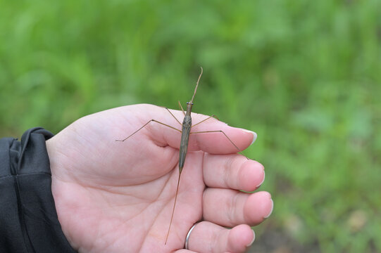 手のひらに乗せられたミズカマキリ（水生昆虫・ハンドリング・自然観察）